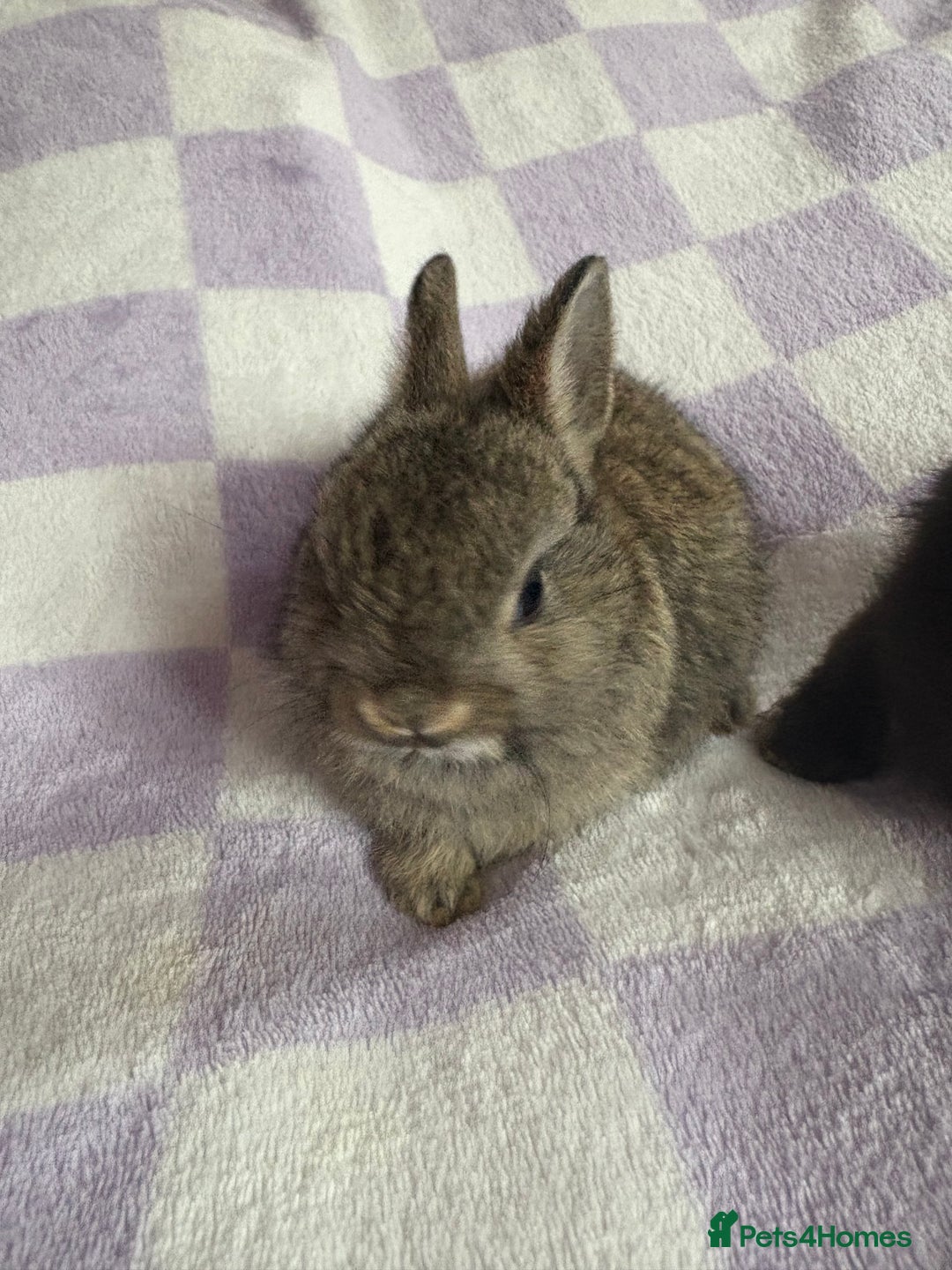 Netherland Dwarf rabbits for sale: 3 agouti netherland dwarf girls left  - Advert 4