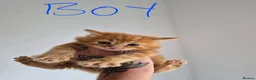 Exotic cats for sale: My Betty has a beautiful litter of kittens  - Advert 14