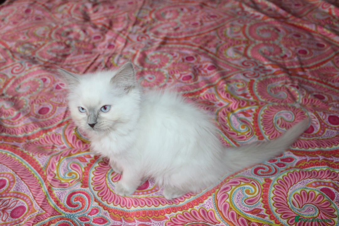 Ragdoll cats for sale: Ready to go  - Advert 5