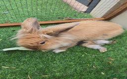 Continental Giant rabbits for sale: Giant continenetal × dwarf lop  - Image 6