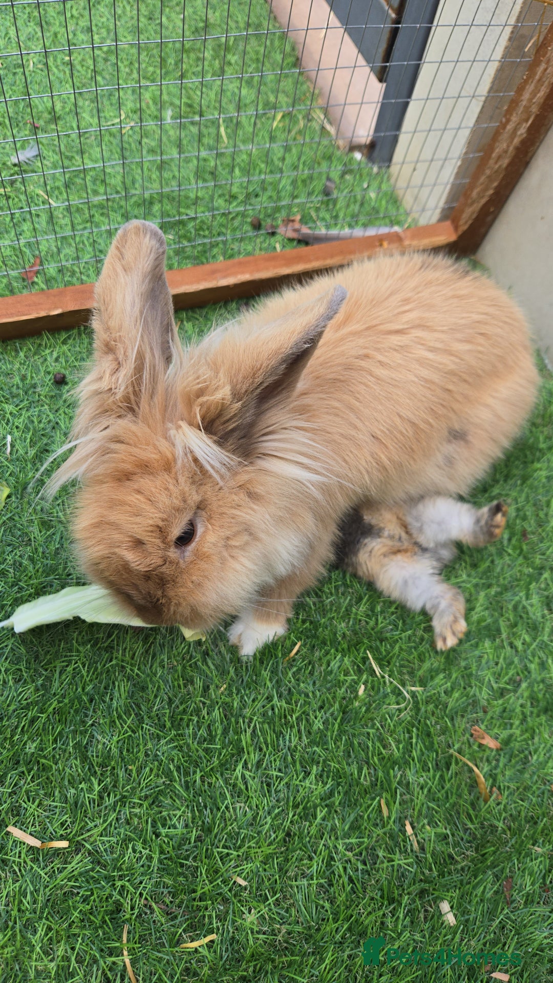 Continental Giant rabbits for sale: Giant continenetal × dwarf lop  - Image 6