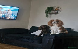 Mixed Breed dogs for sale: Cockalier  - Image 4