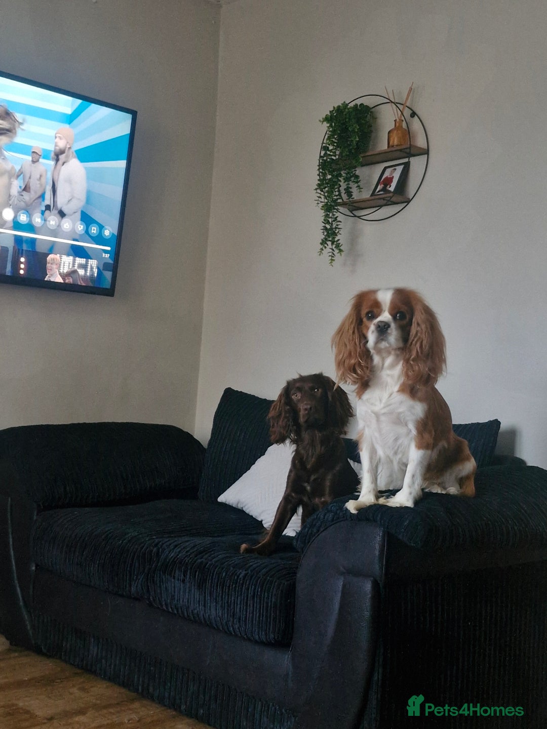 Mixed Breed dogs for sale: Cockalier  - Image 4