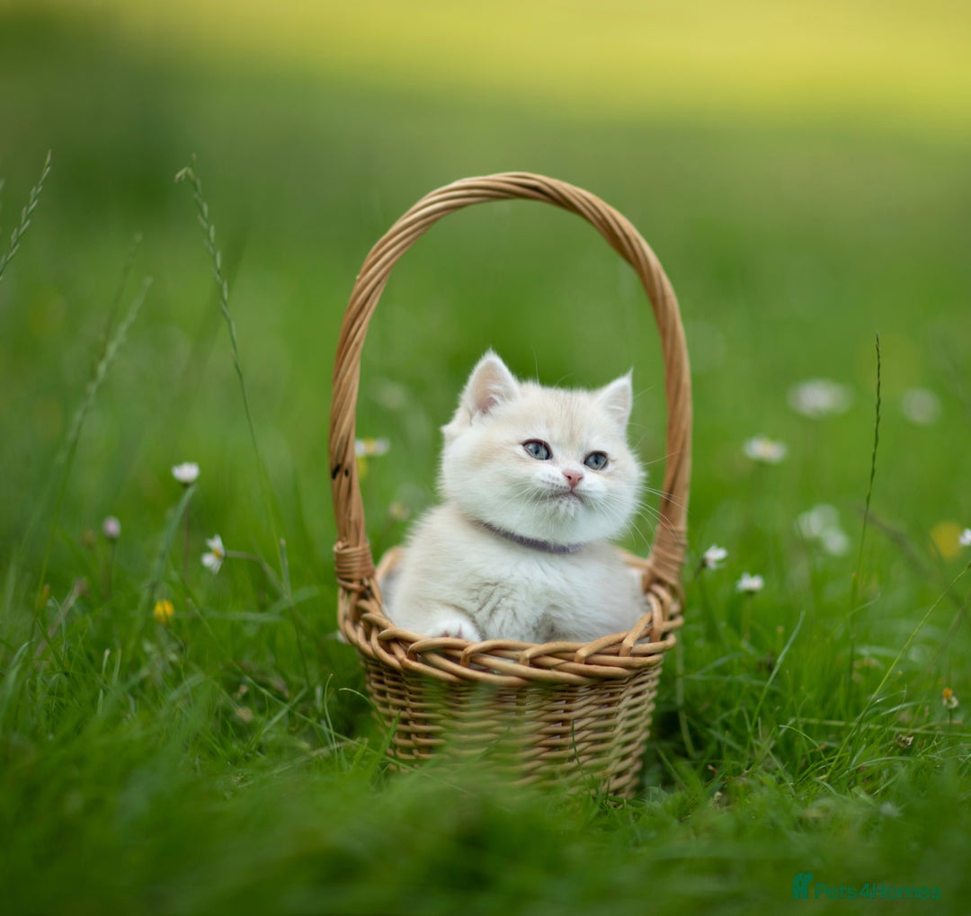 British Shorthair cats for sale: 🔥Exceptional GCCF pedigree golden BSH - Image 20