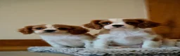 Cavalier King Charles Spaniel dogs for sale: ⭐️Cavalier King Charles puppies⭐️ - Advert 3