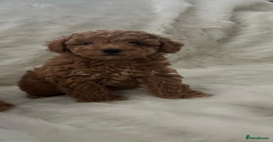 Cavapoo dogs Mixed litter of adorable cavapoo puppies - Advert 6