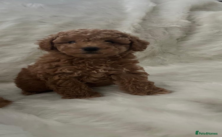 Cavapoo dogs Mixed litter of adorable cavapoo puppies - Advert 4