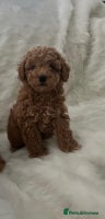 Cavapoo dogs Mixed litter of adorable cavapoo puppies - Advert 6