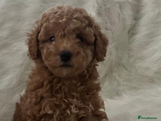 Cavapoo dogs Mixed litter of adorable cavapoo puppies - Advert 4