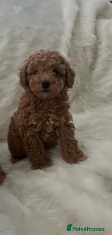 Cavapoo dogs Mixed litter of adorable cavapoo puppies - Advert 4