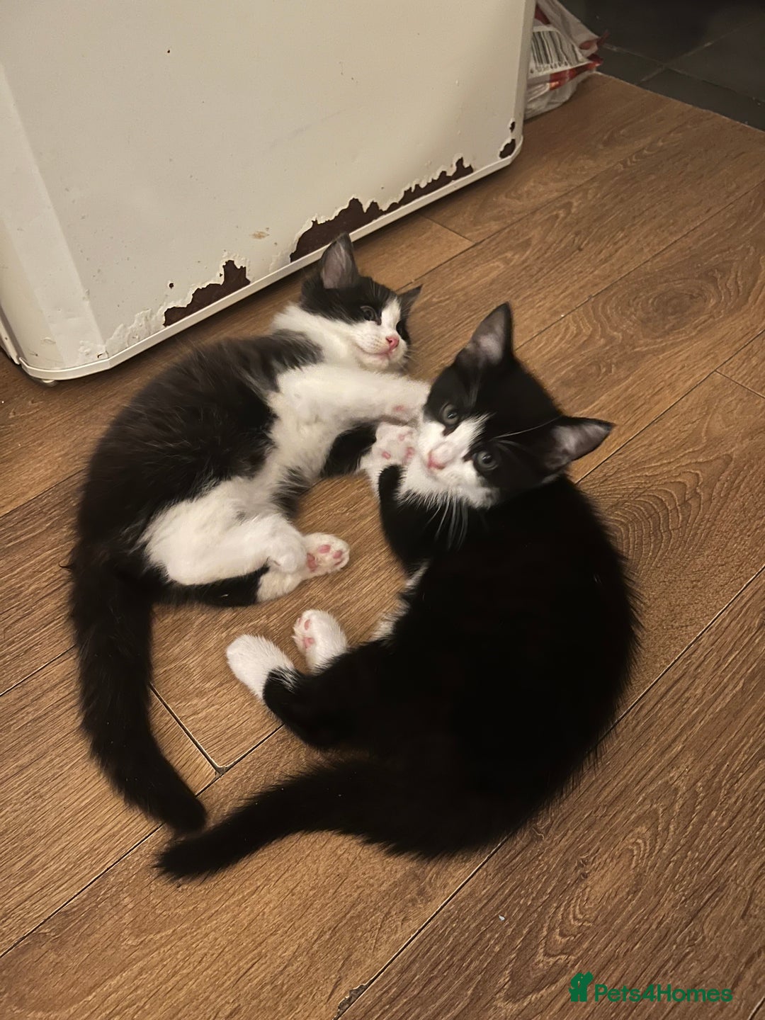 Mixed Breed cats for sale: Cuddly Kittens  - Image 16