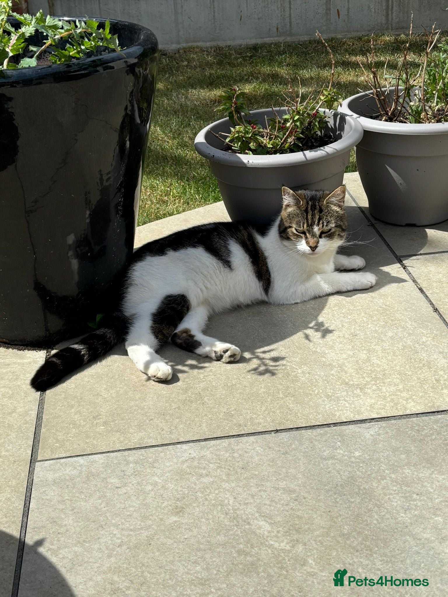Mixed Breed cats Katie <3 - Advert 3