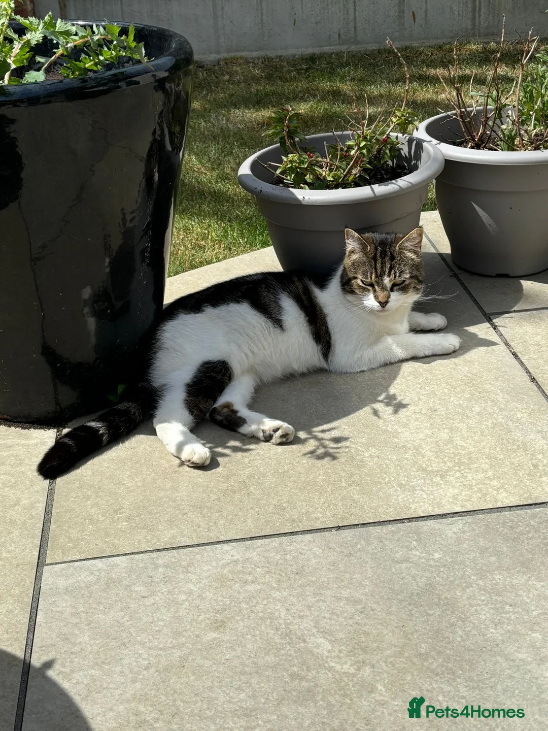 Mixed Breed cats for sale: Katie <3 - Advert 1