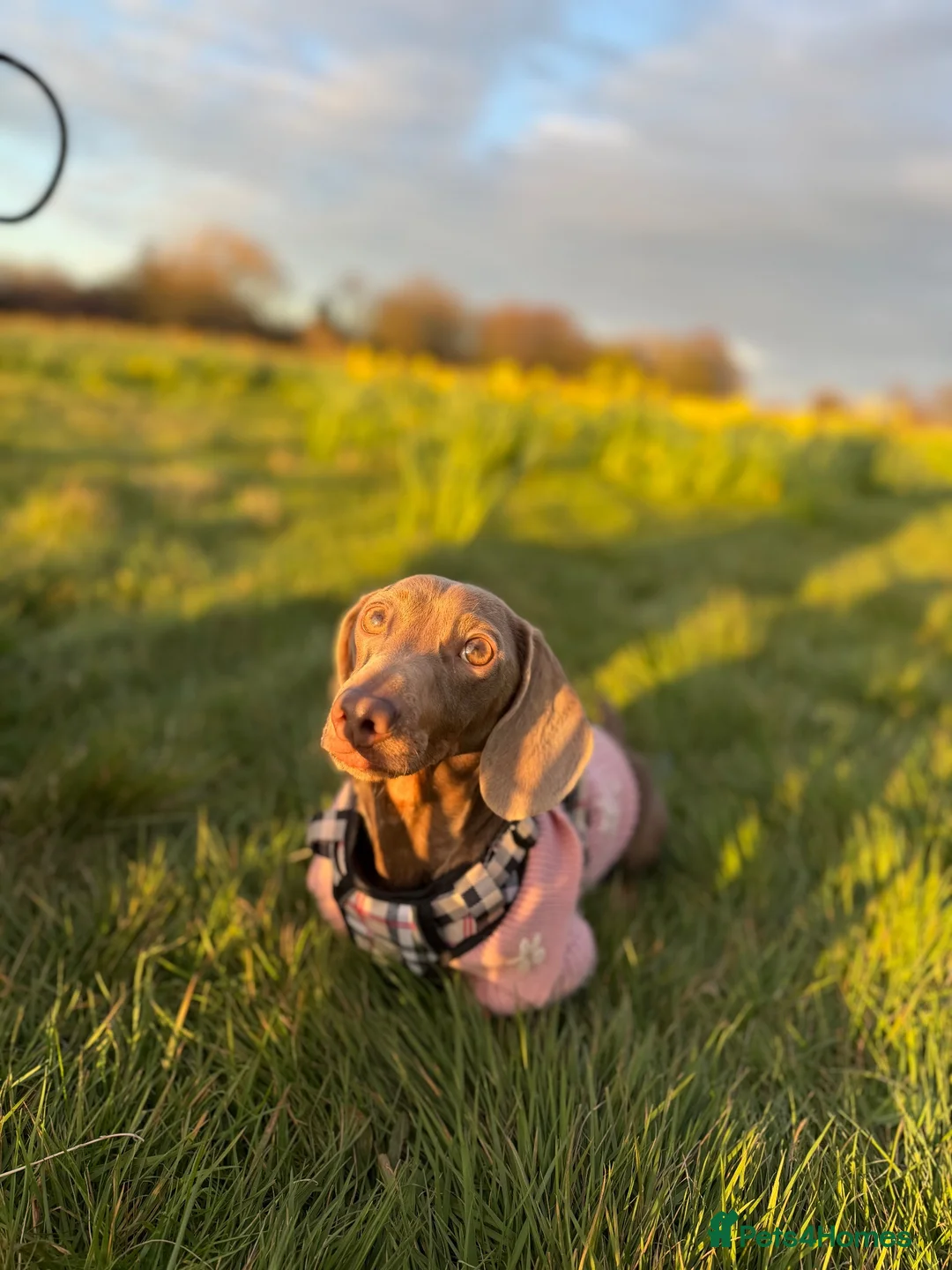Miniature Dachshund dogs for sale: She is miel  - Advert 2