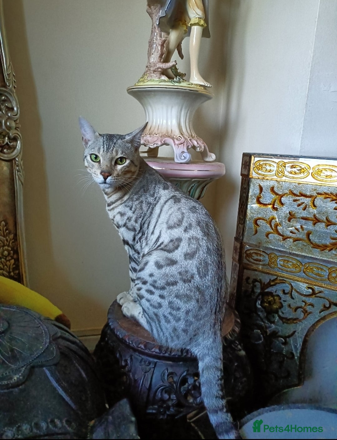 Bengal cats for sale: Bengal Adolescent & Young Adult Entire Males - Image 3