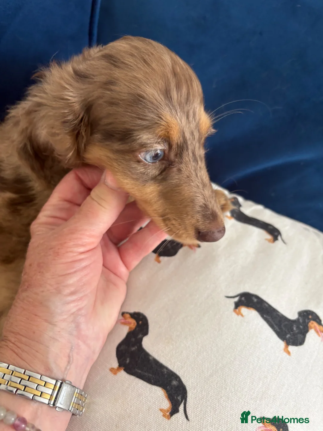 Dachshund dogs for sale: Chocolate dapple mini long haired boy dachshund - Advert 2
