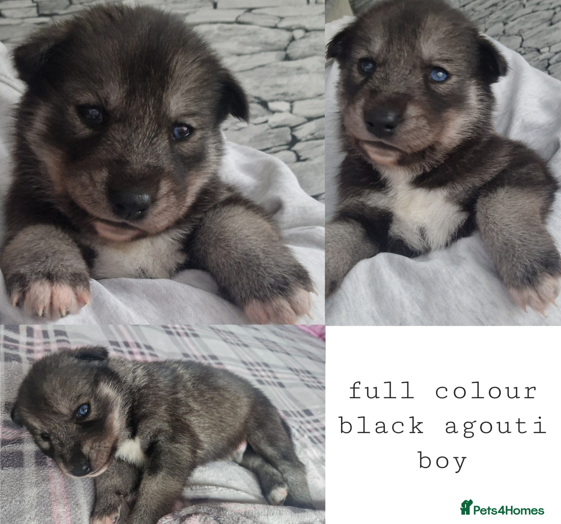 Siberian Husky dogs  Beautiful full breed siberian husky Pups ❤️ - Advert 2