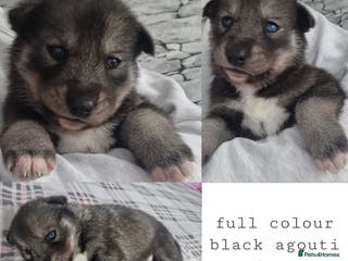 Siberian Husky dogs Beautiful full breed siberian husky Pups ❤️ - Advert 2