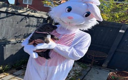 Staffordshire Bull Terrier dogs for sale: staffy puppies - Image 12