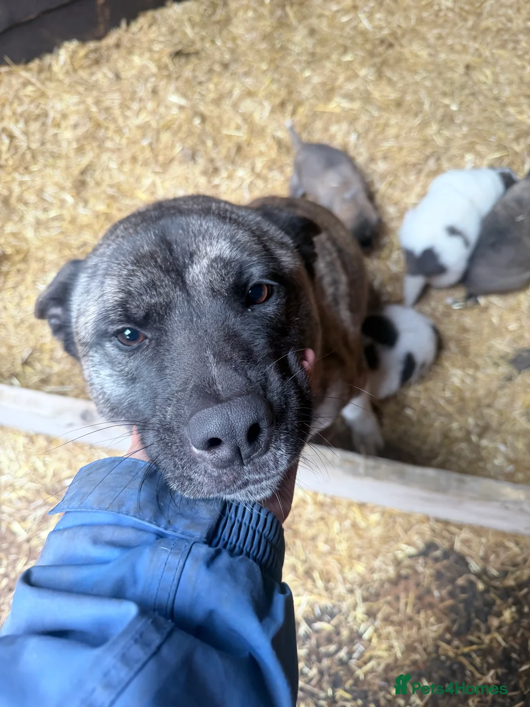 Akita dogs for sale: 4 beautiful American Akita puppies  - Advert 2