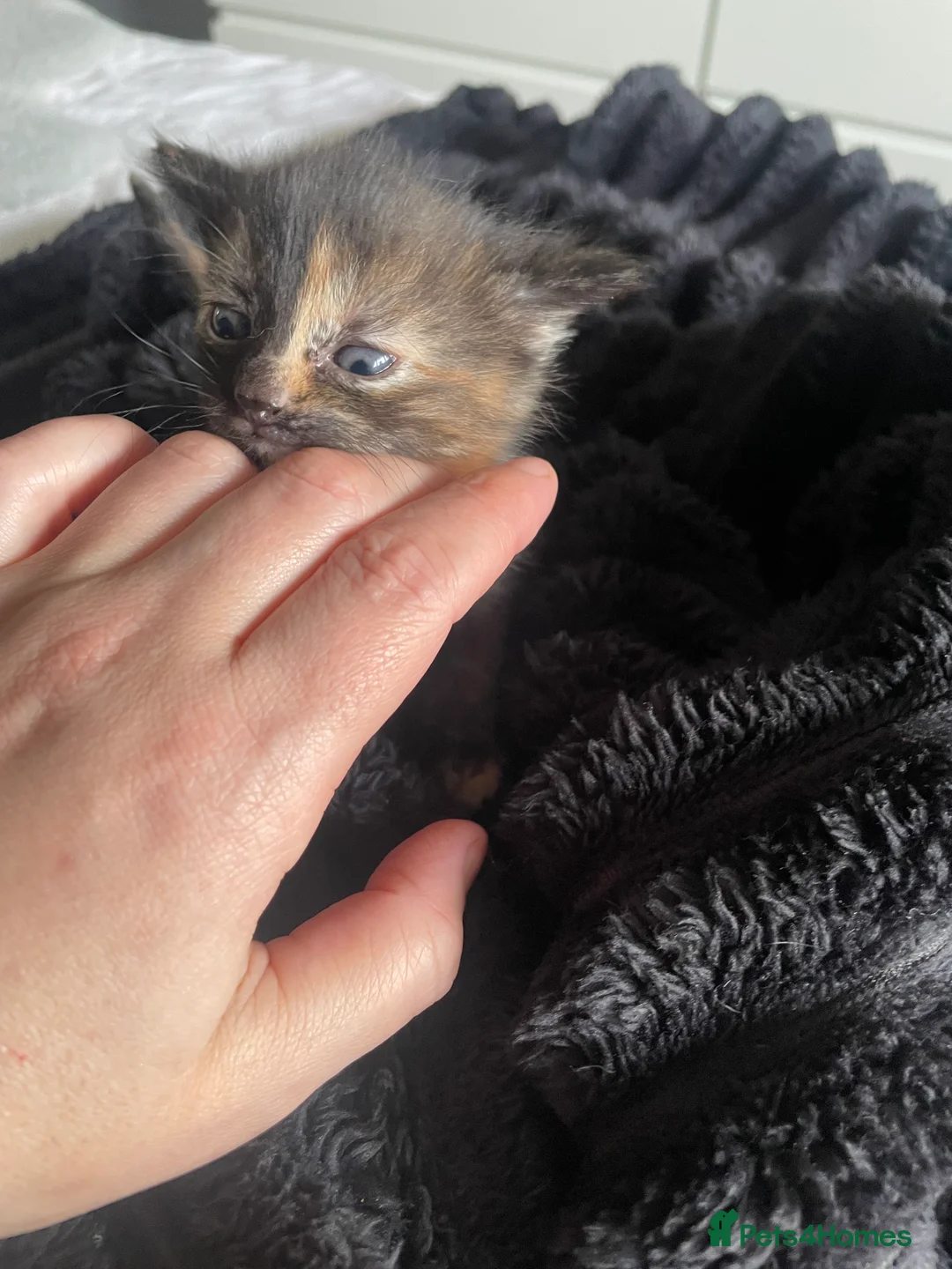 Mixed Breed cats for sale: 4 kitty’s for sale  - Advert 2