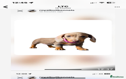 Miniature Dachshund dogs for sale: Miniature Dachshund Puppies  in Newcastle upon Tyne - Image 22
