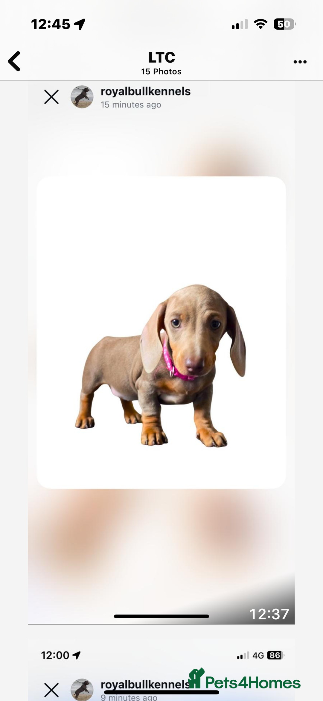 Miniature Dachshund dogs for sale: Miniature Dachshund Puppies  in Newcastle upon Tyne - Image 22