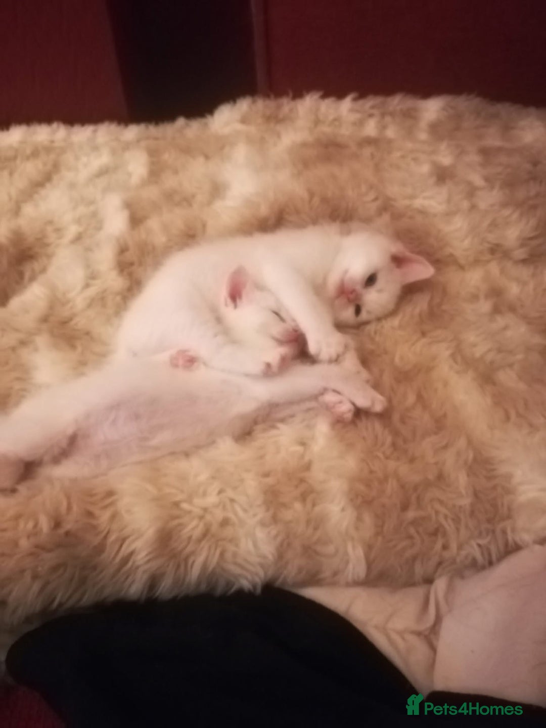 Mixed Breed cats for sale: 7 white kittens READY ASAP - Advert 3