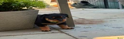 Rottweiler dogs for sale: ⭐️4 Rottweiler Boys For Sale ⭐️ - Advert 3