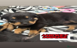 Rottweiler dogs for sale: Stunning chunky Rottweiler puppies - Image 19