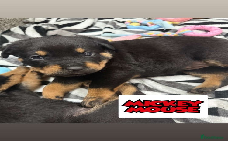 Rottweiler dogs - Advert 5
