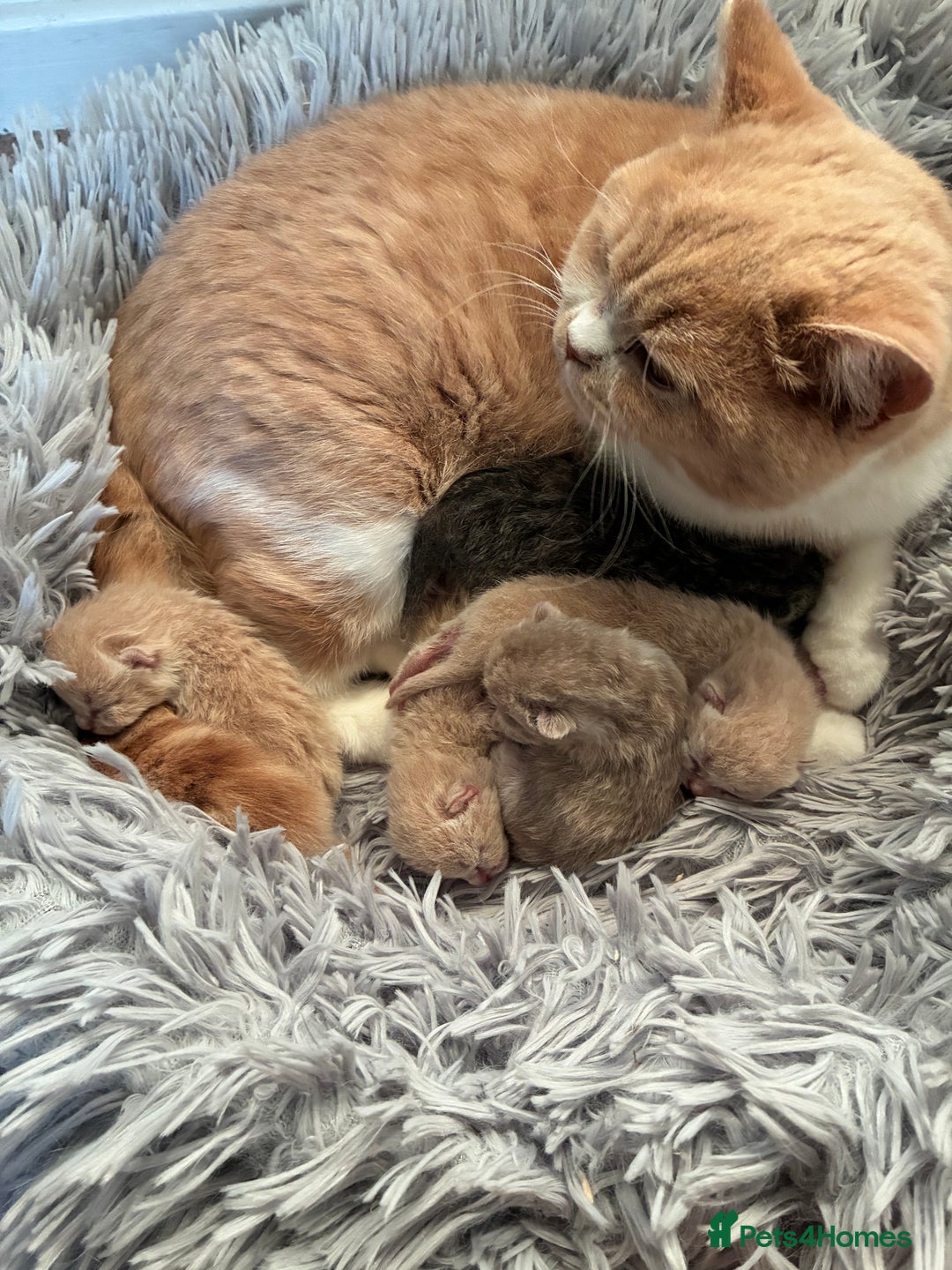British Shorthair cats for sale: 5 TICA BRITISH SHORTHAIRED KITTENS - Image 3