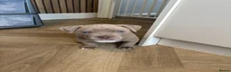 American Bully dogs for sale: American bully puppies  - Advert 24