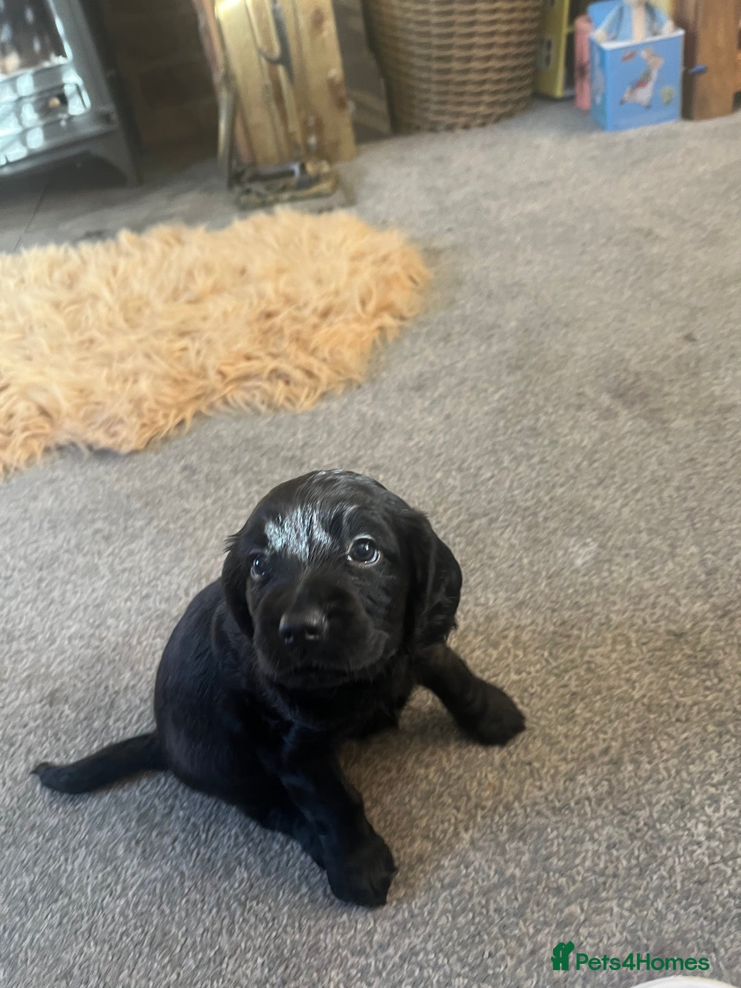 Cocker Spaniel dogs for sale: Cocker spaniel puppies - Advert 10