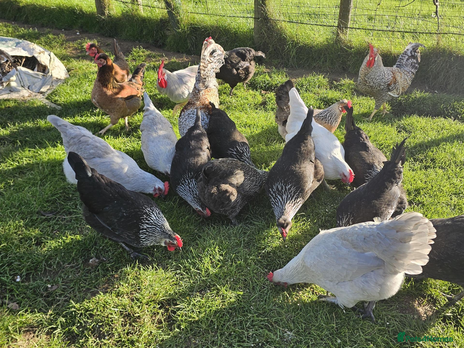 Chickens poultry POL Olive eggers, Lavender marans other large fowl - Advert 1