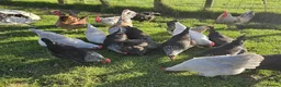 Chickens poultry for sale: POL Olive eggers, Lavender marans other large fowl - Advert 8