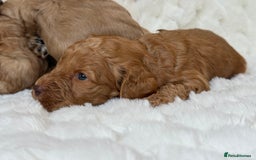 Cockapoo dogs for sale: ⭐️cockerpoo puppies⭐️ - Image 2
