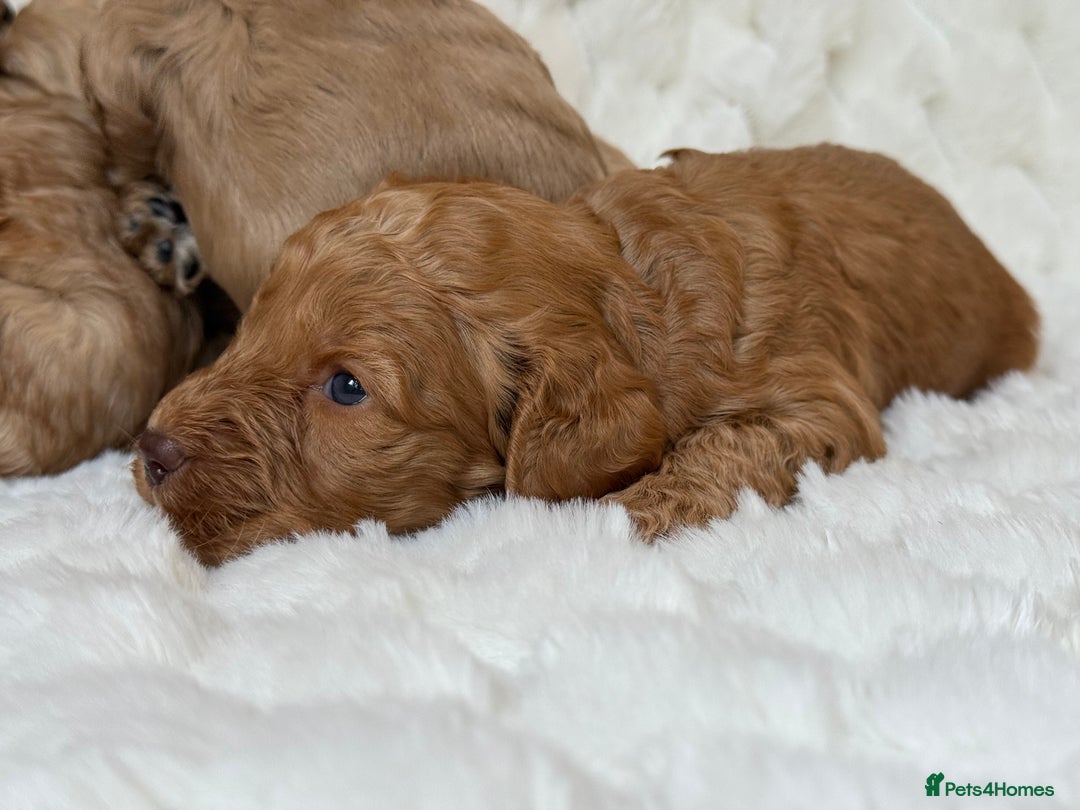 Cockapoo dogs for sale: ⭐️cockerpoo puppies⭐️ - Image 2