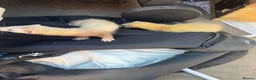 Ferret rodents for sale: 14 kits and 1 18month girl in Southampton - Advert 3