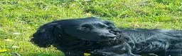 Cocker Spaniel dogs for sale: Beautiful Cocker Spaniel - Advert 5