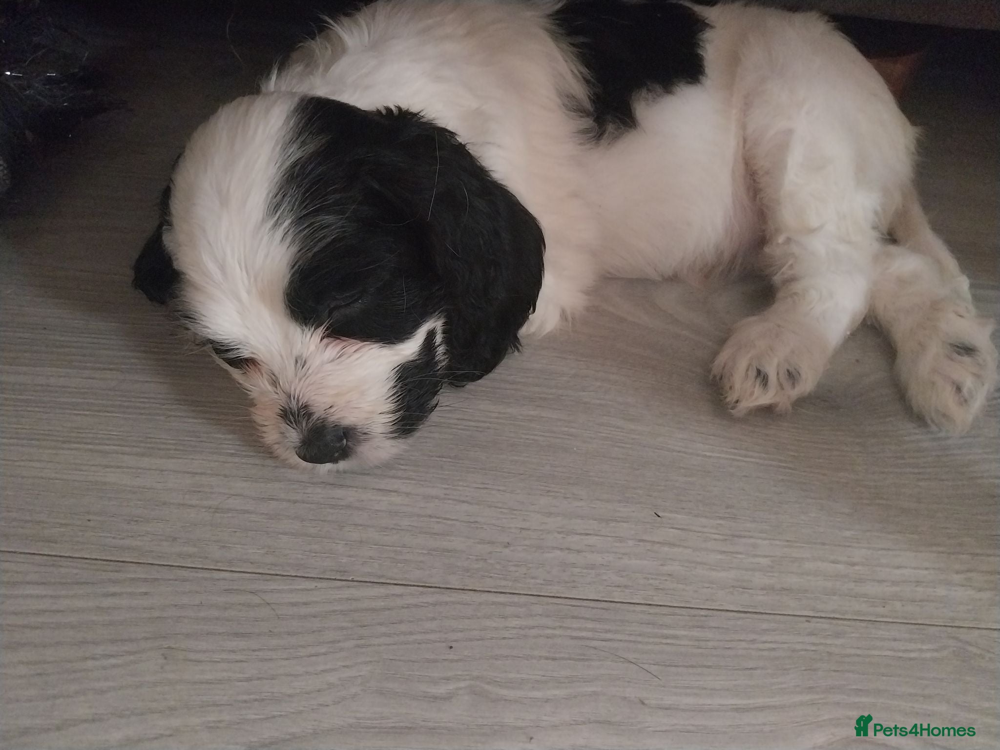 Cockapoo dogs F1b cockapoo puppies  - Advert 1