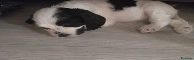 Cockapoo 1