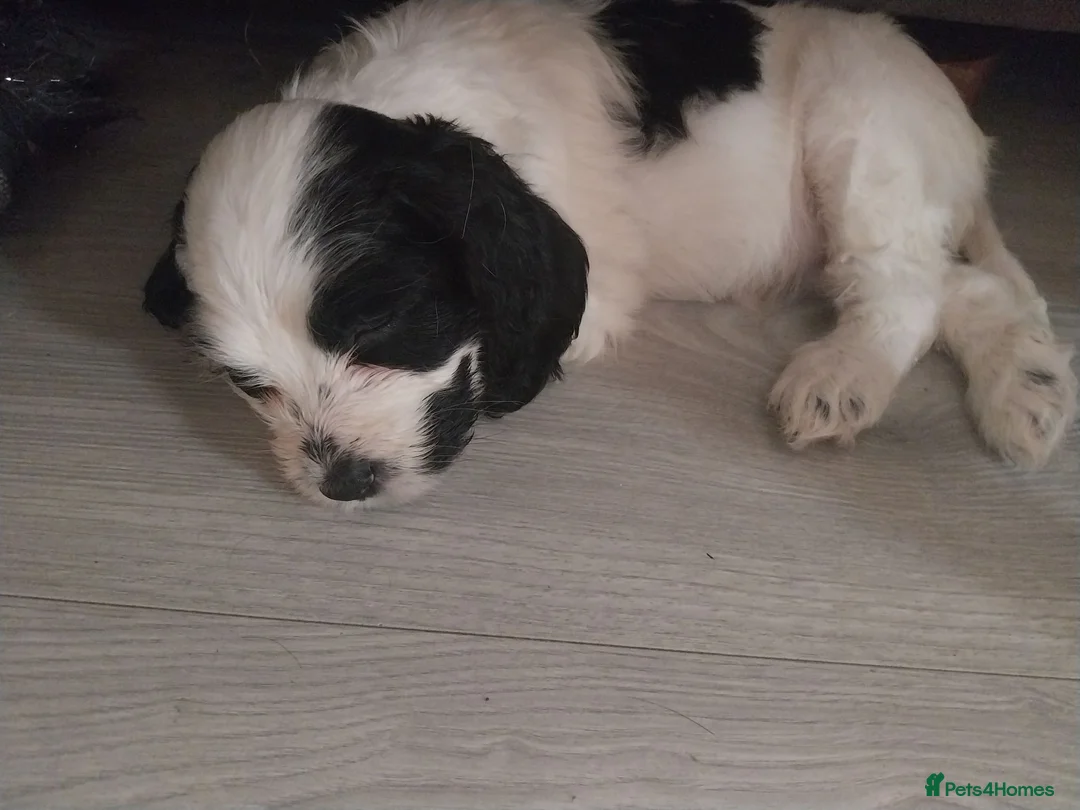 Cockapoo dogs for sale: F1b cockapoo puppies  - Advert 1