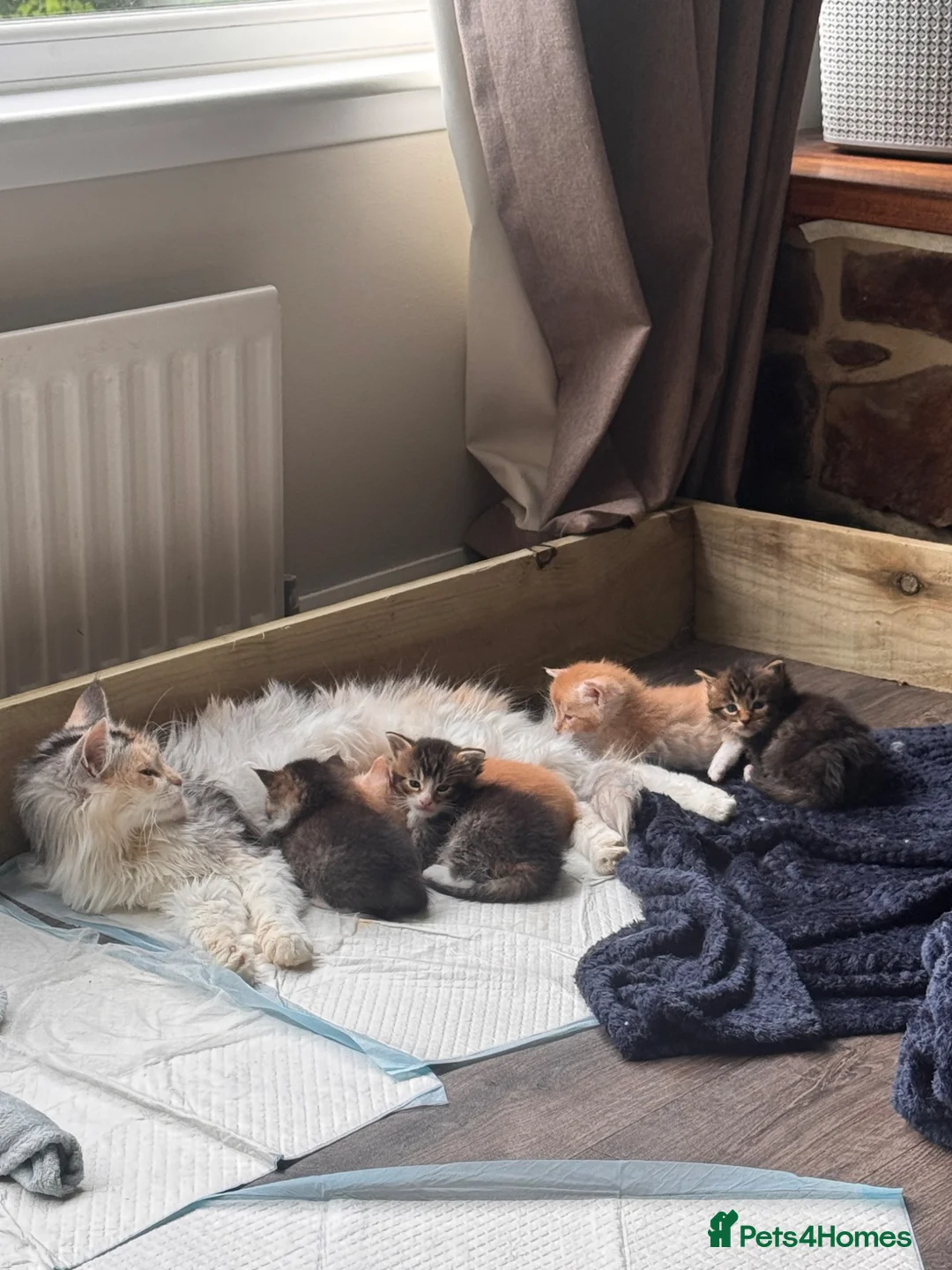 Maine Coon cats for sale: Maine Coon Cross Kittens in Turriff - Advert 1