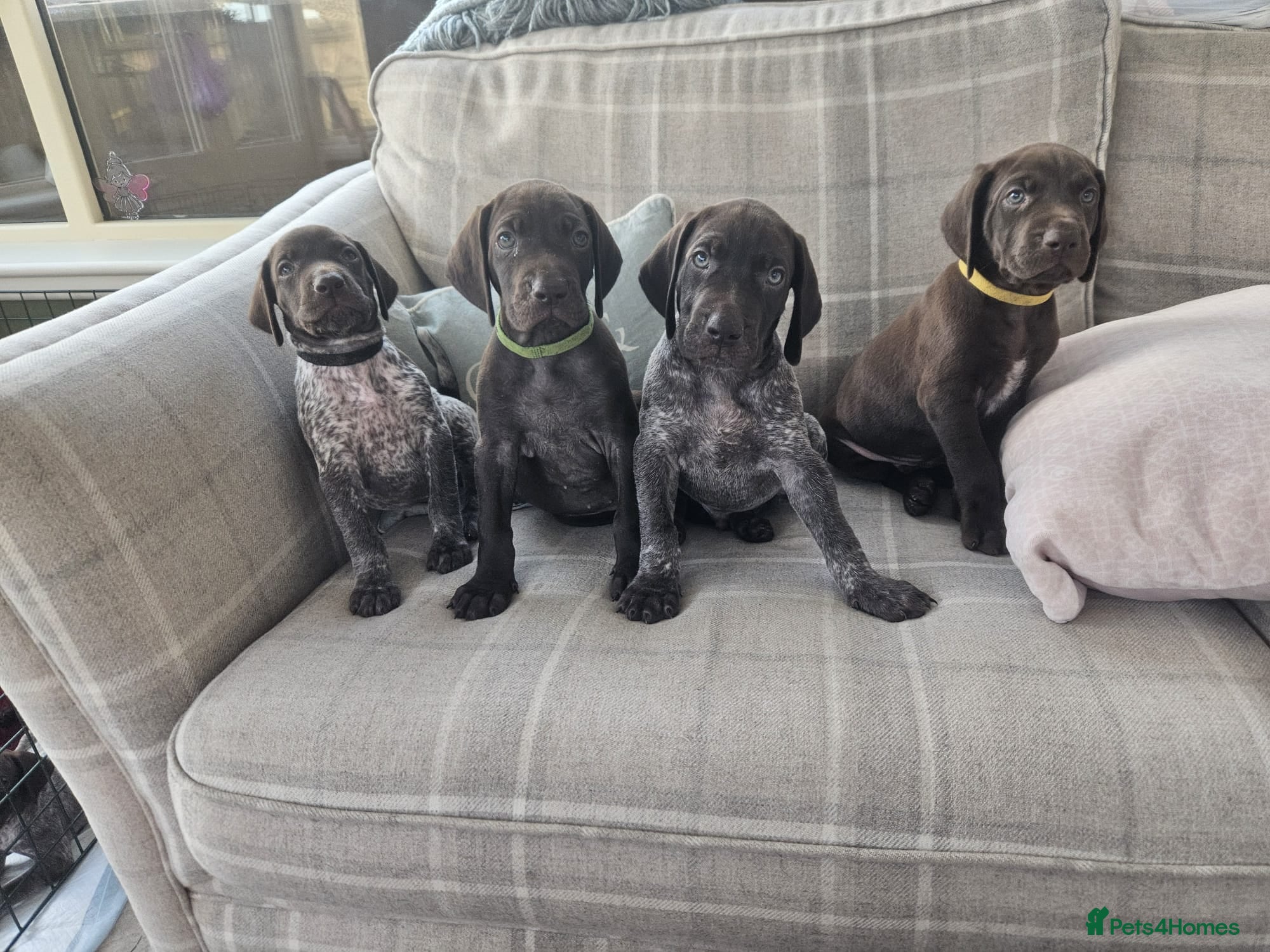 German Shorthaired Pointer dogs Stunning German Shorthaired Pointers only 4 left! - Advert 1