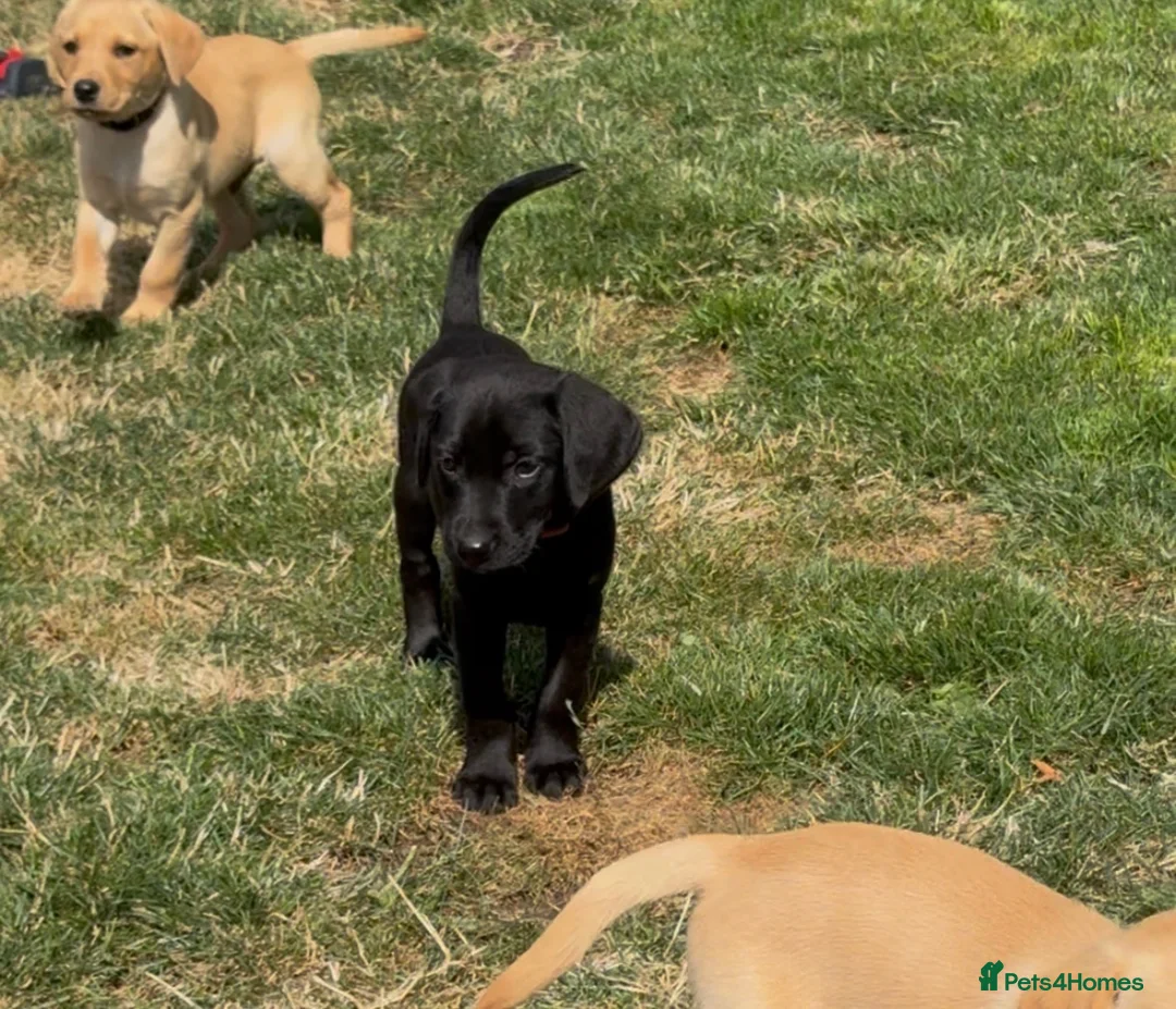 Labrador Retriever dogs for sale: John Deere desperately looking for loving home  - Advert 1