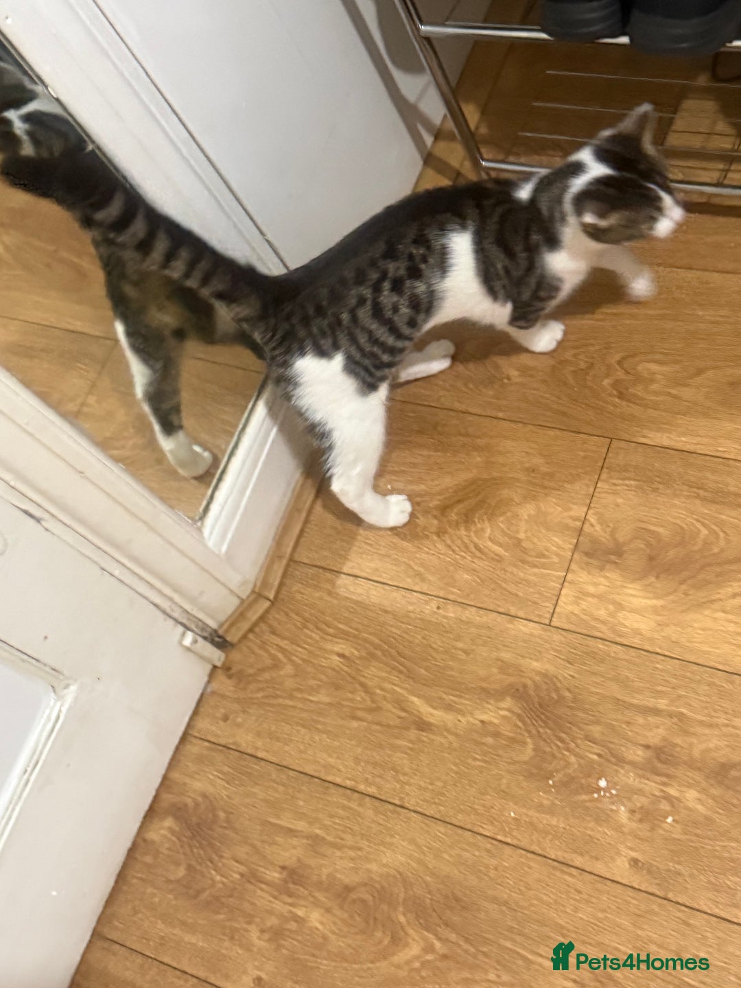 Asian cats for sale: blues  - Advert 4