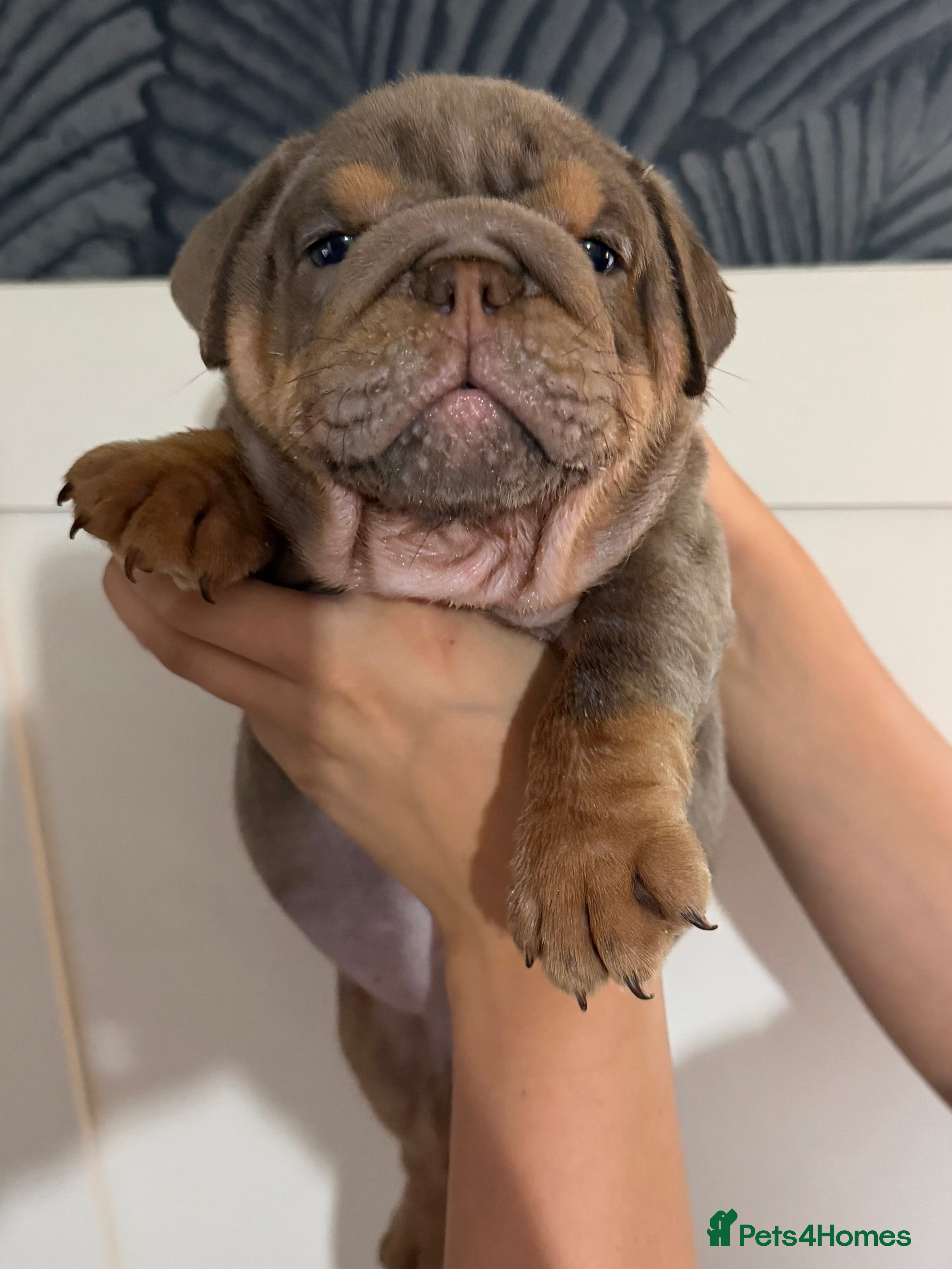 English Bulldog dogs Gorgeous KC English Bulldog Puppies - Advert 2