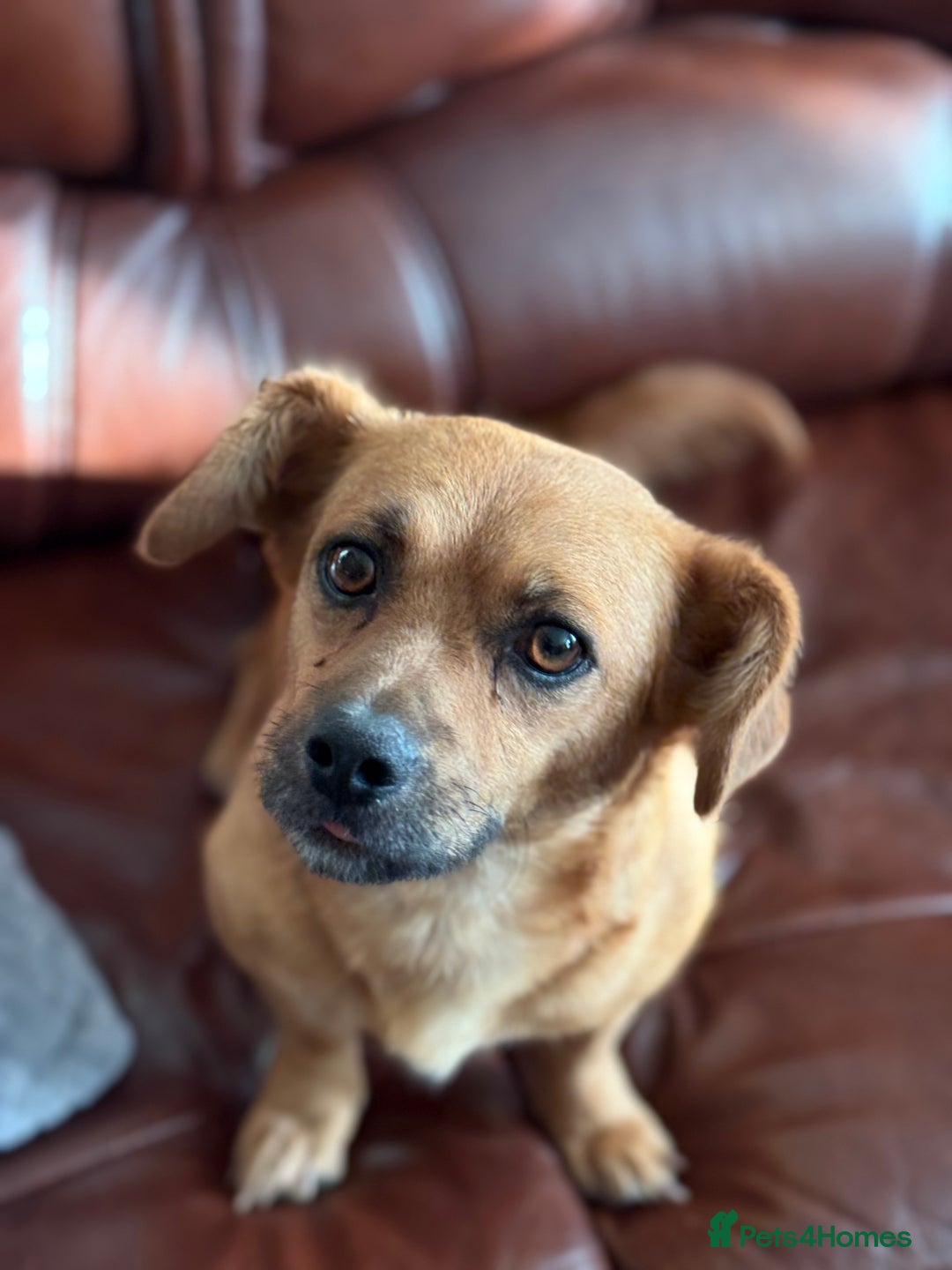 Mixed Breed dogs for adoption: Lovely Luna looking for LOVE - Image 5