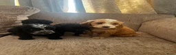 Cockapoo dogs for sale: Looking for forever homes  - Advert 9